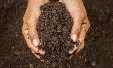 Organic Soil