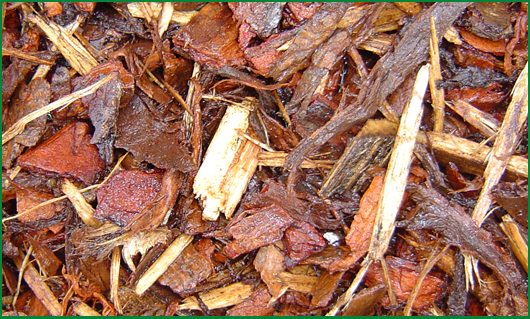 18mm Pinebark